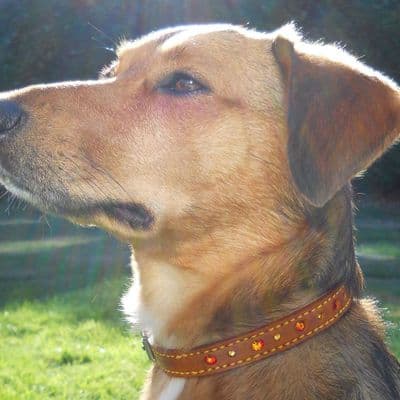 Hand-Made TAN Leather Bridle Collar - 5/8