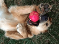 JW I SQUEAK BALL