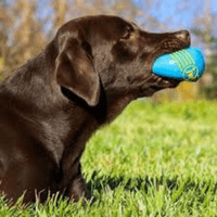 JW I SQUEAK BALL