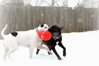 KONG Bouncer Dog Toy