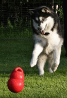 KONG Bouncer Dog Toy