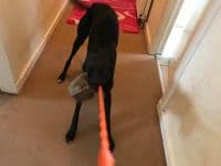 RABBIT SKIN GEM BALL with or with out Squeaker - BUNGEE HANDLE