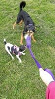 TRIFID BUNGEE CHASE