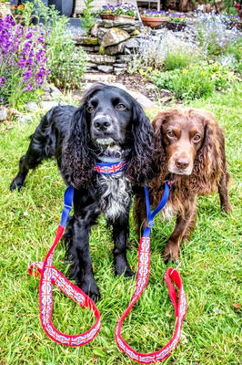 UNION JACK  MARTINGALE ALL IN ONE LEAD