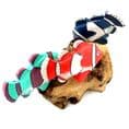 Colourful Fishes