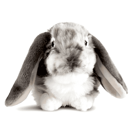Lop Rabbit
