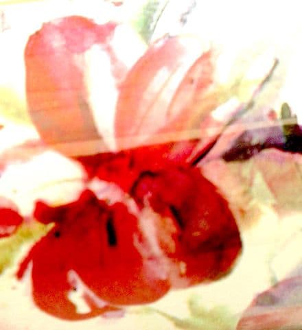 Red Clover Gift Wrap