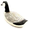 Swimming Duck