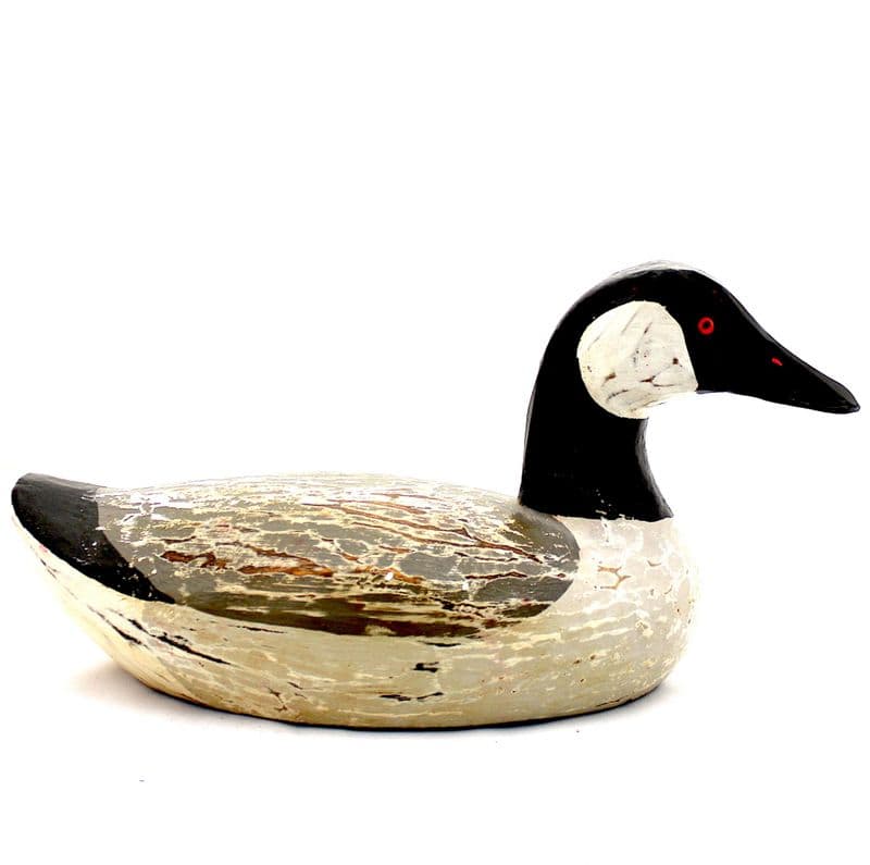 Swimming Duck