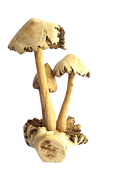 Toadstools on Parasite Wood