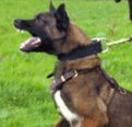 CUSTOM COLLAR