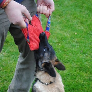 Euro Joe - Bite Cushion - Fluffy Small