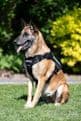 Euro Joe - Tactical Harness