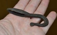 A 16th/17th Century (Maritime?) Iron hook from the River Thames, London. SOLD