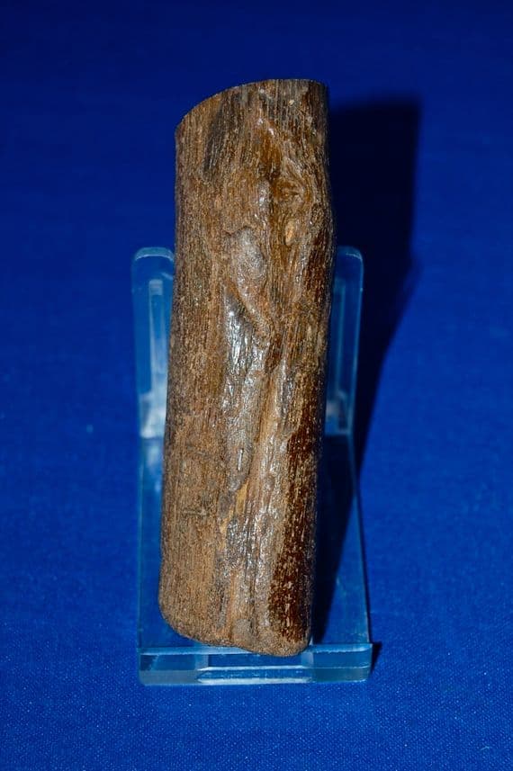 A fossiled section from the trunk of a small tree. SOLD