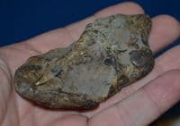 A fossilised skull and jaw from a carnivourous fish, Red Crag, Felixstowe, Suffolk. SOLD