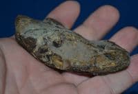 A fossilised skull and jaw from a carnivourous fish, Red Crag, Felixstowe, Suffolk. SOLD