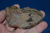 A fossilised skull and jaw from a carnivourous fish, Red Crag, Felixstowe, Suffolk. SOLD