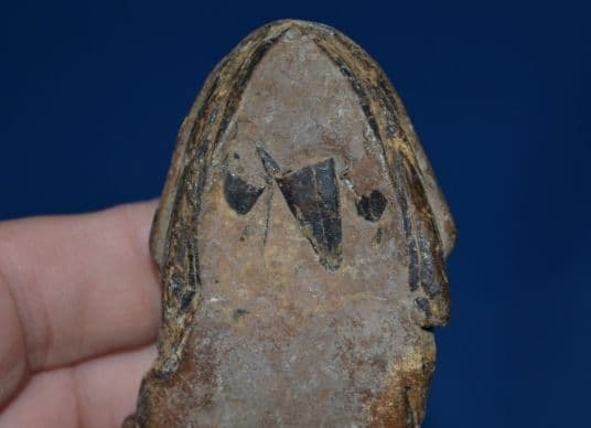 A fossilised skull and jaw from a carnivourous fish, Red Crag, Felixstowe, Suffolk. SOLD