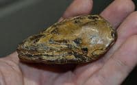 A fossilised skull and jaw from a large carnivorous fish, Red Crag, Felixstowe, Suffolk SOLD