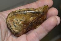 A fossilised skull and jaw from a large carnivorous fish, Red Crag, Felixstowe, Suffolk SOLD