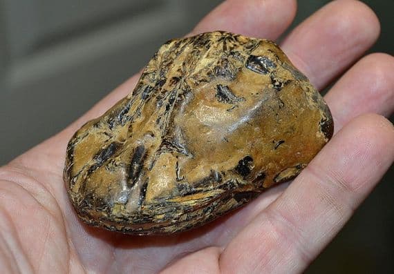 A fossilised skull and jaw from a large carnivorous fish, Red Crag, Felixstowe, Suffolk SOLD