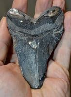 A good example of a tooth from a 