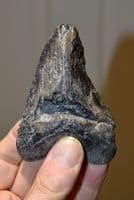 A good example of a tooth from a 
