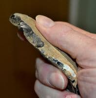 A good Paleolithic unifacial flint backed blade / saw tool, Norfolk. SOLD