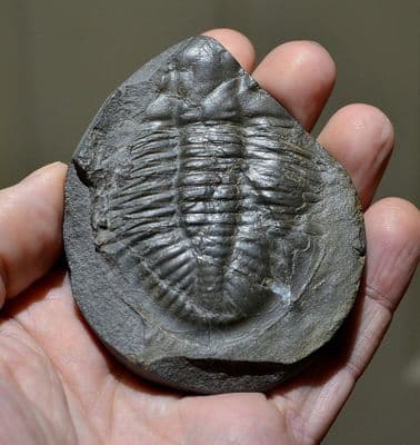 A good sized and pleasant fossil Trilobite (sp. Ogyginus Cordensis), Powys, Wales (N17) SOLD