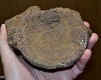 A  huge and rare Pliosaur vertebrae, Jurassic Period, Kimmeridgian, Dorset (N105) SOLD