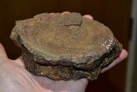 A  huge and rare Pliosaur vertebrae, Jurassic Period, Kimmeridgian, Dorset (N105) SOLD