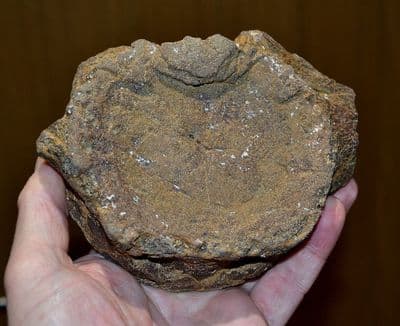 A  huge and rare Pliosaur vertebrae, Jurassic Period, Kimmeridgian, Dorset (N105) SOLD