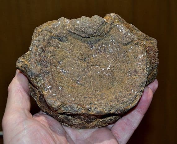 A  huge and rare Pliosaur vertebrae, Jurassic Period, Kimmeridgian, Dorset (N105) SOLD