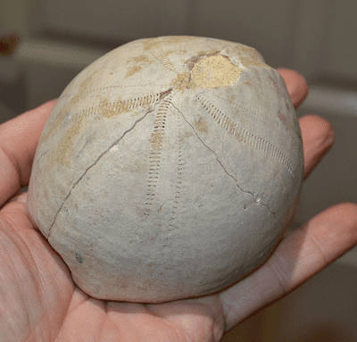 A huge, impressive Upper Cretaceous period fossil Sea Urchin, Upper Chalks U.K. SOLD