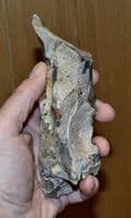 A huge Lower Paleolithic flint hand pick with fossil sponge inclusion, Hellesdon, Nr. Norwich.