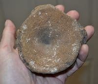 A large and excellent Icthyosaur vertebrae Jurassic Period, Kimmeridgian, Oxfordshire (N16) SOLD