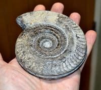 A large and impressive, matrix-free fossil Ammonite, Hildoceras Bifrons Sp.  Whitby. SOLD