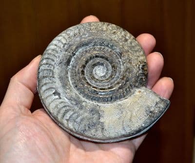 A large and impressive, matrix-free fossil Ammonite, Hildoceras Bifrons Sp.  Whitby. SOLD