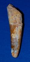 A large and pleasant Carnivourous Dinosaur tooth, Spinosaurus Sp. North Africa. SOLD