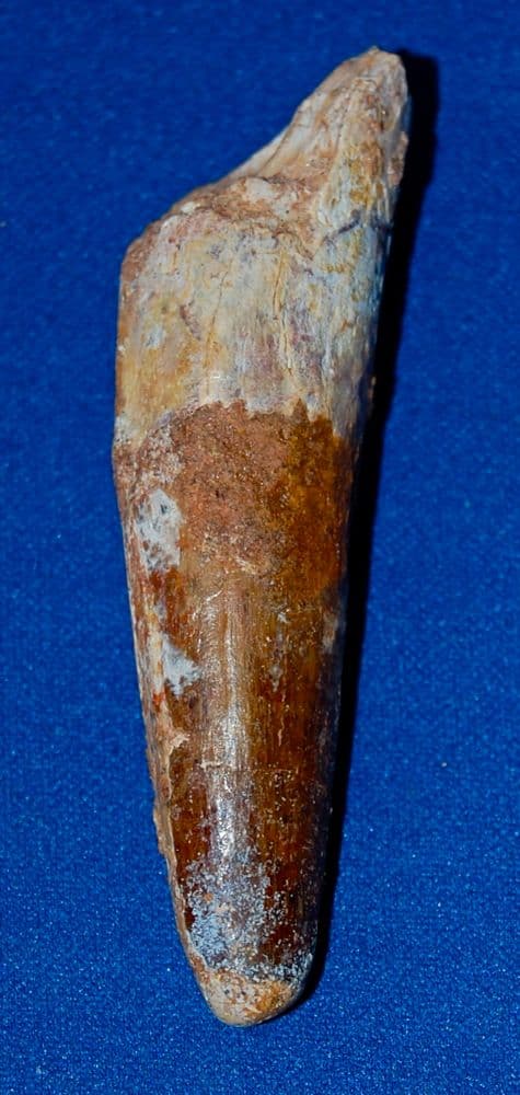 A large and pleasant Carnivourous Dinosaur tooth, Spinosaurus Sp. North Africa. SOLD