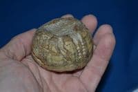 A large and pleasant fossilised Sea Urchin found in Suffolk. SOLD