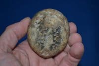 A large and pleasant fossilised Sea Urchin found in Suffolk. SOLD