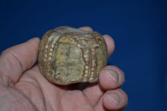 A large and pleasant fossilised Sea Urchin found in Suffolk. SOLD