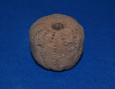 A large and rare, Neolithic decorated pottery Spindle Whorl from Germany. SOLD