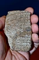 A large and rare Sumerian baked clay tablet featuring 6 lines of Cunieform [Cuneiform] script. SOLD