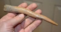A large and rare, Viking carved and polished bone Awl handle. SOLD