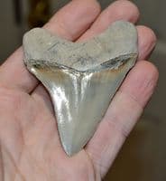 A large and superb tooth from a Prehistoric Mega-Shark 