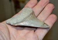 A large and superb tooth from a Prehistoric Mega-Shark 