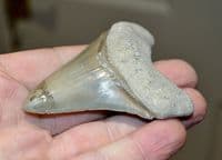 A large and superb tooth from a Prehistoric Mega-Shark 